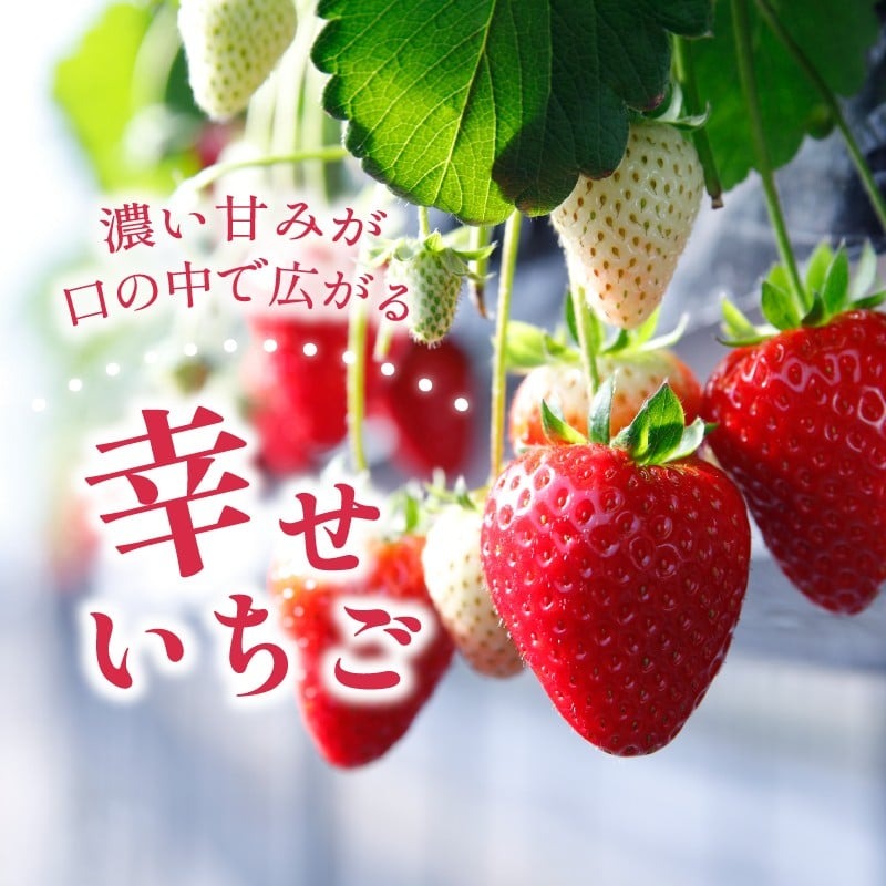 いちご 古都姫 約540g 270g×2パック 超希少品種 2026年2月発送 冷蔵 小分け 果物 スイーツ デザート フルーツ ベリー ふるさと納税いちご 大粒 採れたて 完熟 おやつ 産地直送 先