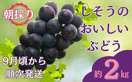 I6【令和7年産　先行受付】しそうのおいしいぶどう　約1㎏