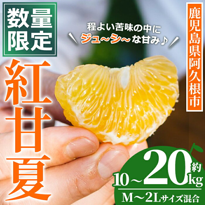 【ふるさと納税】＜先行予約受付中！2027年3月上旬以降順次発送予定＞＜内容量が選べる！＞数量限定！鹿児島県産 紅甘夏 (約10～20kg・M～2L) 柑橘 フルーツ 果物 国産 みかん 期間限定 数量限定 ベニアマナツ ミカン 旬 【株式会社土曜日】