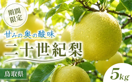 鳥取県産 二十世紀梨　5kg