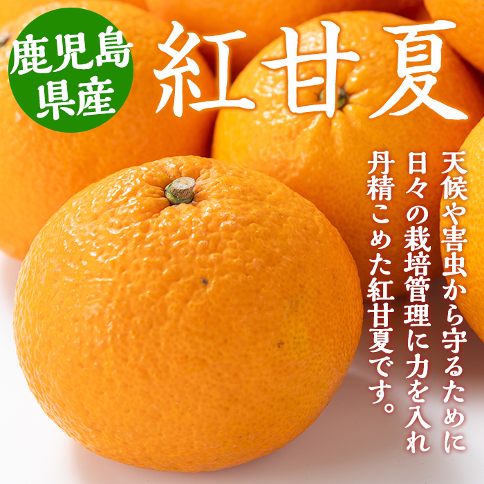 i047 ≪2025年2月中旬～5月中旬の間に発送≫紅甘夏(約10kg) みかん ミカン 蜜柑 果物 くだもの フルーツ 柑橘 10kg 国産 おやつ 旬 【JA鹿児島いずみ(果実課)】