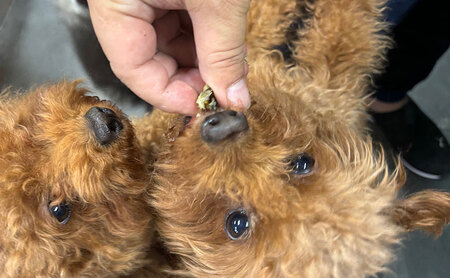 愛犬と絆を深めるごほうびトリーツ「Dryeelあらけずり70ｇ×3袋」 おやつ うなぎ 静岡県 浜松市