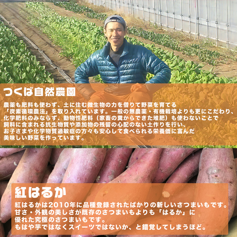 さつまいも ( 紅はるか ） 10kg 【 農薬・肥料不使用 】 土つき オーガニック 無農薬 高糖度 肥料不使用 自然栽培 スイーツ 焼き芋 天ぷら スイートポテト 秋 べにはるか 食物繊維 [CW