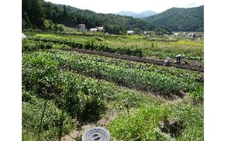 旬の野菜【L】セット【配達不可：北海道・沖縄・離島】