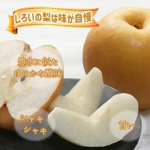 【予約受付】新興 5kg 7～12玉 しろいの梨 日持ちする梨 おすすめ 美味しい シャキシャキ食感