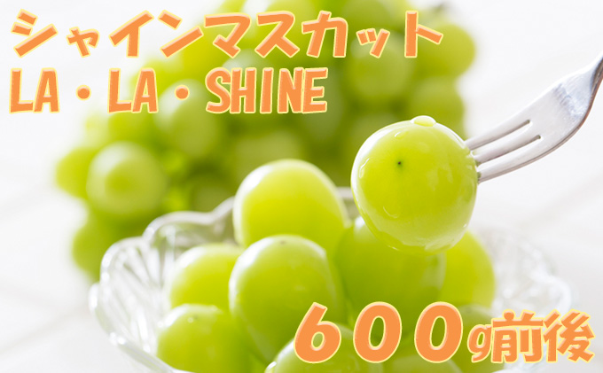 [先行受付] JA新おたる シャインマスカット『LA・LA・SHINE（ラ・ラ・シャイン）』 1房 600g前後 果物 フルーツ ぶどう 旬の果物 産地直送 北海道産 仁木町産 化粧箱 
