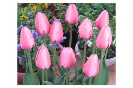 【期間限定】チューリップ球根（特大球） 70球入 新潟県花卉球根農業協同組合