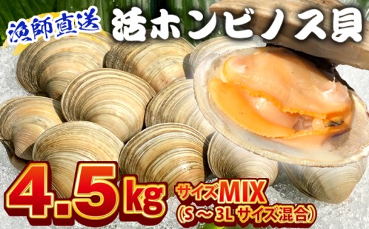 漁師直送！活ホンビノス貝4.5kg（サイズミックス）　ホンビノス 貝 白はまぐり 大あさり 浜焼き BBQ バーベキュー アウトドア キャンプ 漁師直送 産地直送 魚介類 海鮮 貝 シーフード クラムチャウダー スープ パスタ 天ぷら 酒蒸し 千葉県