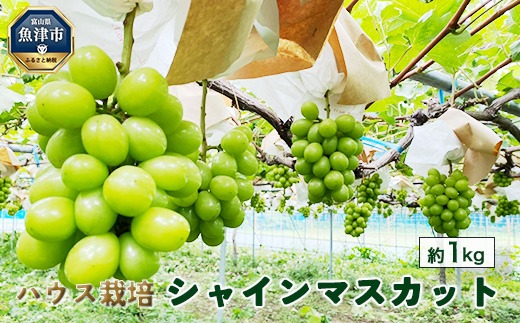 桃山ぶどう園のシャインマスカット約1kg（ハウス栽培）｜フルーツ 果物　※北海道・沖縄・離島への配送不可　※2025年9月中旬頃より順次発送予定