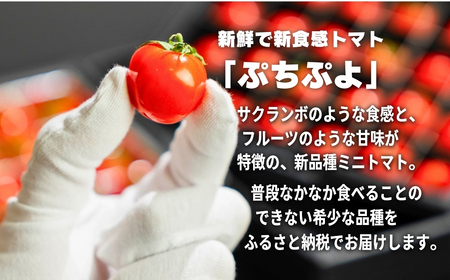 希少品種 ぷちぷよ 24粒 ミニトマト 高糖度 こだわり トマト プチトマト