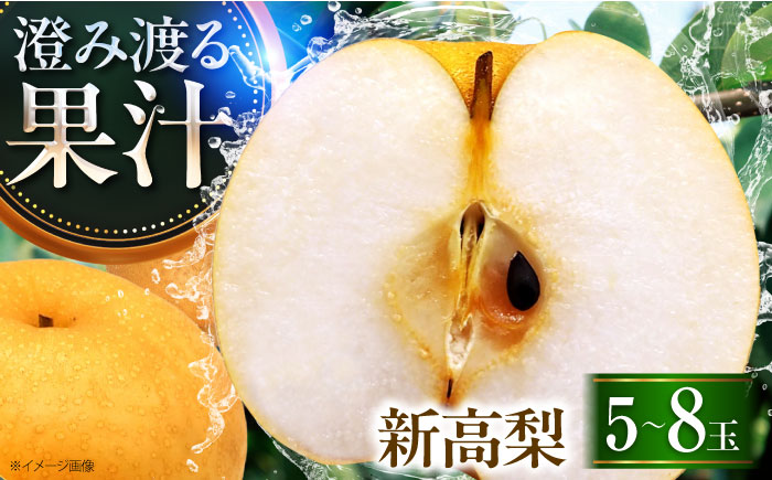 稲田ペアファームの新高梨（にいたかなし） 5～8玉入り 〈2026年9月～発送〉 ／ フルーツ 果物 くだもの 食品 人気 おすすめ 梨 なし 新高梨 にいたかなし 和梨 甘い 高糖度 【株式会社内子フレッシュパークからり】 [BKAD027]