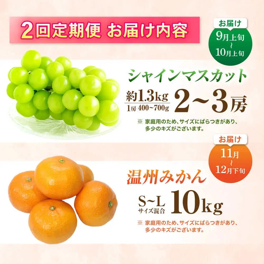 【2回定期便】※【2026年シーズン発送／先行予約】フルーツ定期便 シャインマスカット 約1.3kg(2房から3房) / 温州みかん(10kg) 家庭用 / フルーツ フルーツ定期便 果物定期便 シャ