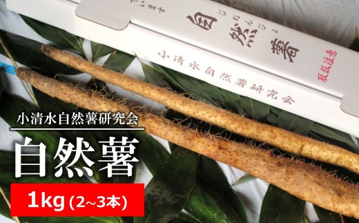 【先行予約・数量限定】小清水の自然薯 1kg（2～3本入） じねんじょ 山芋 とろろ[ZB324]