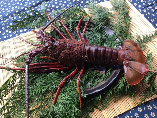 【ふるさと納税】（冷凍） 伊勢海老 1尾 約 600g 活〆 山藤 えび 海老 ebi いせえび 伊勢えび 伊勢 魚 魚介 海鮮 海産物 海 特産品 うま味 旨味 海の幸 アウトドア BBQ 刺身 炭火焼 味噌汁 産地直送 国産 三重 南伊勢 伊勢志摩
