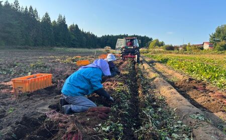 【期間限定発送】土付き　農家直送　さつまいも3種詰合せ　3kg　農家おまかせ