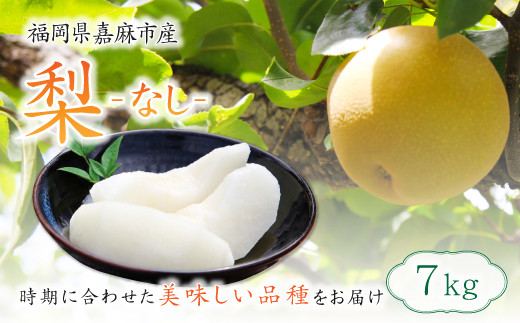 梨 7kg 【2025年8月上旬～12月上旬発送予定】 九州産 なし 果物 フルーツ