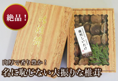 【数量限定】《先行予約》福島町特産・特選「横綱椎茸」500g FKG001