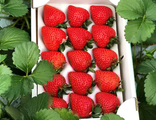 
            いちご「あまりん」1ホール（12～15粒）| いちご イチゴ あまりん 埼玉県産ブランドいちご あまい 小松沢レジャー農園 埼玉県 横瀬町
          