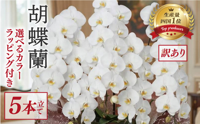 【訳あり】  指定日配達 胡蝶蘭 5本立て 白 スタンダード 花 はな お花 日付指定 記念日 お祝い プレゼント ギフト 贈答 贈り物 選べる カラー ラッピング 鉢花 鉢植え 洋蘭 洋ラン 冠婚葬祭 蘭 らん 新築祝い 豪華 華 華やか はなやか 敬老 誕生日 人気 ランキング おいわい 開店祝い 開業祝い こちょうらん きねんび 四国 生産数 一位 1位 いちい ふるさと納税 大輪 産地直送
