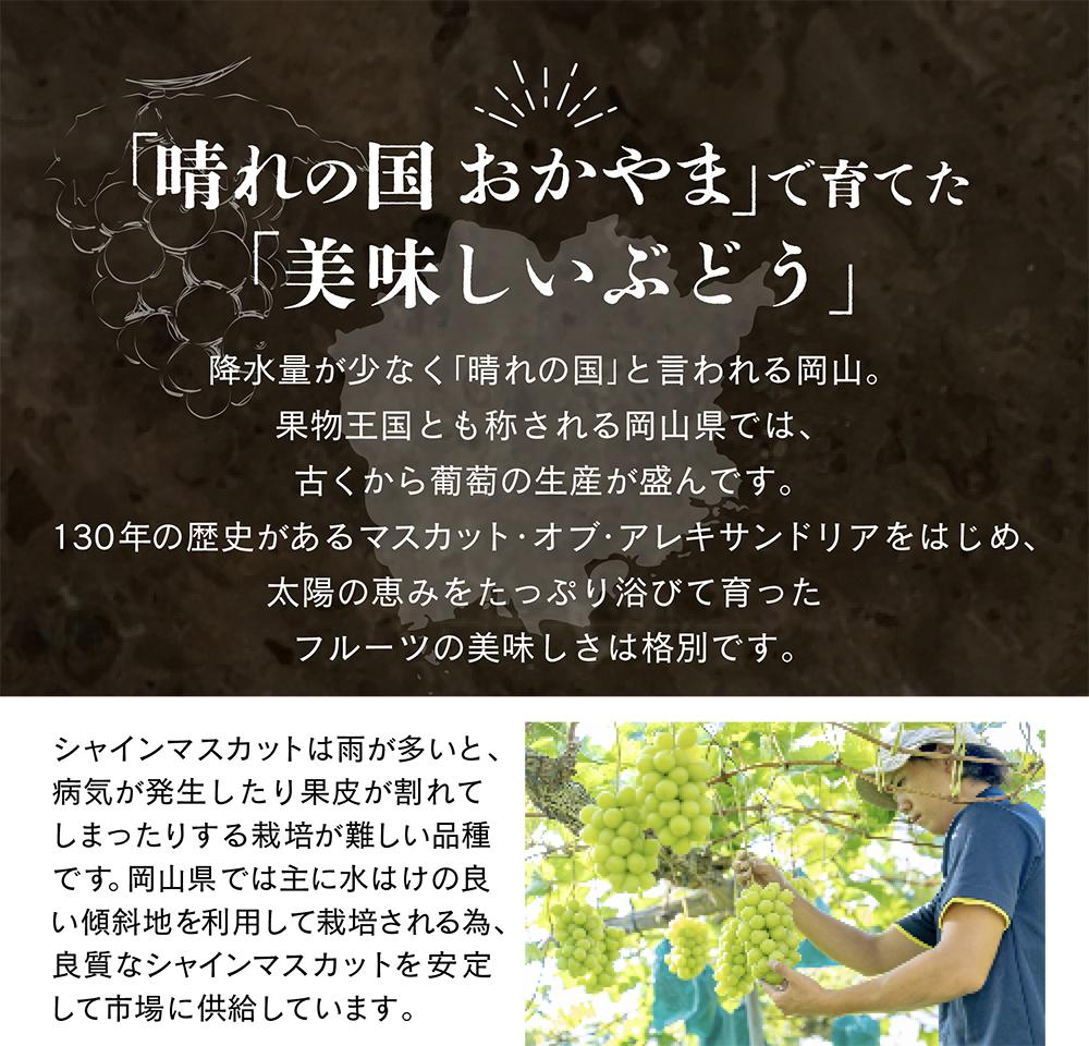 【先行予約　2025年9月上旬発送〜】岡山県産シャインマスカット 1.0kg（2〜3房）【021-a019】 1.0kg（2〜3房）