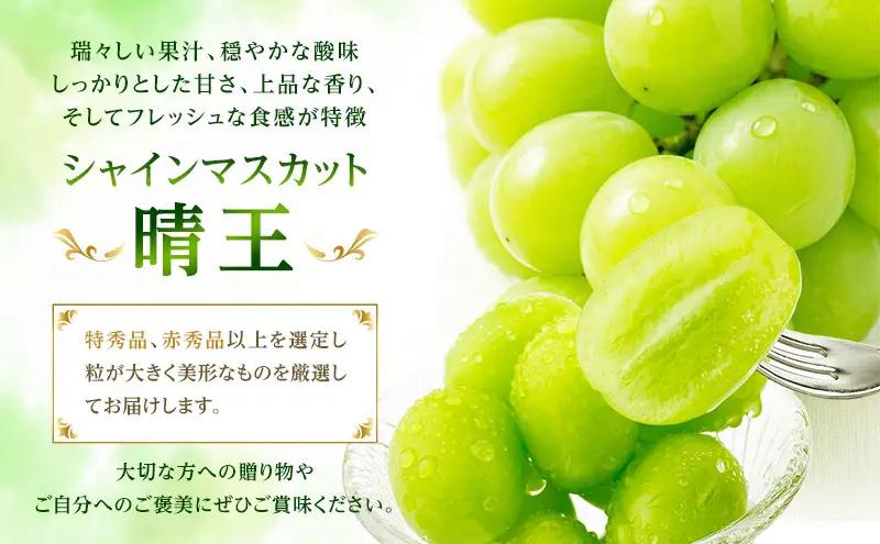 ぶどう 2026年 先行予約 【プレミアムシャインマスカット 晴王 2房 合計約1.4kg】 赤秀品以上  岡山県船穂産 葡萄 ブドウ ギフト ハレノフルーツ 皮ごと食べる みずみずしい
