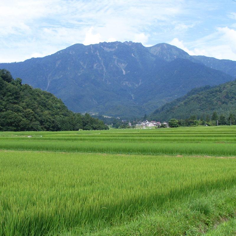 日本酒 八海山 純米酒 魚沼で候 1800ml×6本 新潟県魚沼地域限定