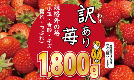 訳あり苺（1.800g）ふるかわ農園 大量 段ボール入り イチゴ B140-008