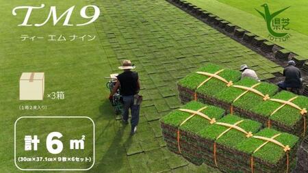【先行予約 2026年3月以降発送】芝生(省管理型コウライ芝　TM9ティーエムナイン)6束セット※6平米分