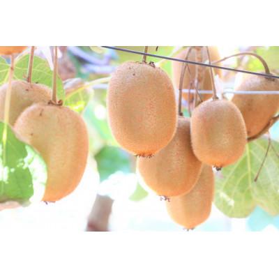 ふるさと納税 琴平町 【ふるさと納税】【香川県共通返礼品】　キウイ　美しい緑が鮮やかな　香緑(こうりょく)約3.0kg |  | 03