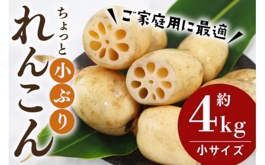 【数量限定・先行予約】＜11月中旬～12月上旬発送予定＞ ご家庭用ちょっと小さめ れんこん 約4kg 17-AF