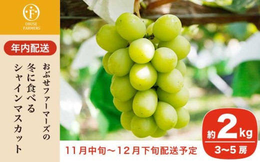 
                  【年内配送】冬に食べるシャインマスカット 約2kg 3～4房 ［ おぶせファーマーズ ］ 年内発送 ぶどう フルーツ 果物 くだもの 長野県 産地直送 送料無料 令和8年産 【2026年11月中旬～12月下旬配送】[F-548]
                