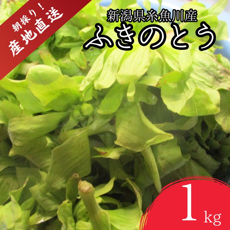 【ふるさと納税】【期間限定】令和8年産 旬の山菜 ふきのとう（少し開いたもの）1kg【新潟県 糸魚川市 山菜 フキノトウ 野菜 能生谷 おおかやば山菜園】