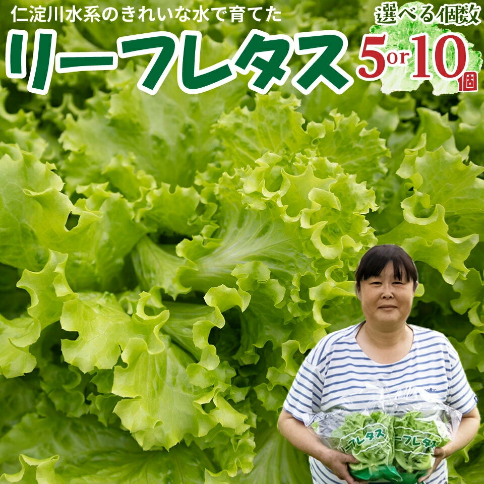 【ふるさと納税】 ＜佐川町産 リーフレタス 選べる個数 5袋または10袋＞水耕栽培 野菜 高知 新鮮 西村農園 【冷蔵】