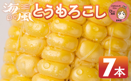 ≪先行予約≫ 令和8年産（2026年収穫）黄色とうもろこし 7本 直売所で大人気！ 愛知県 豊橋市 夏野菜 野菜 ミネラルたっぷり 海風そだち 潮風 BBQ 家族で 大容量 豊橋 ともちゃんのやさい