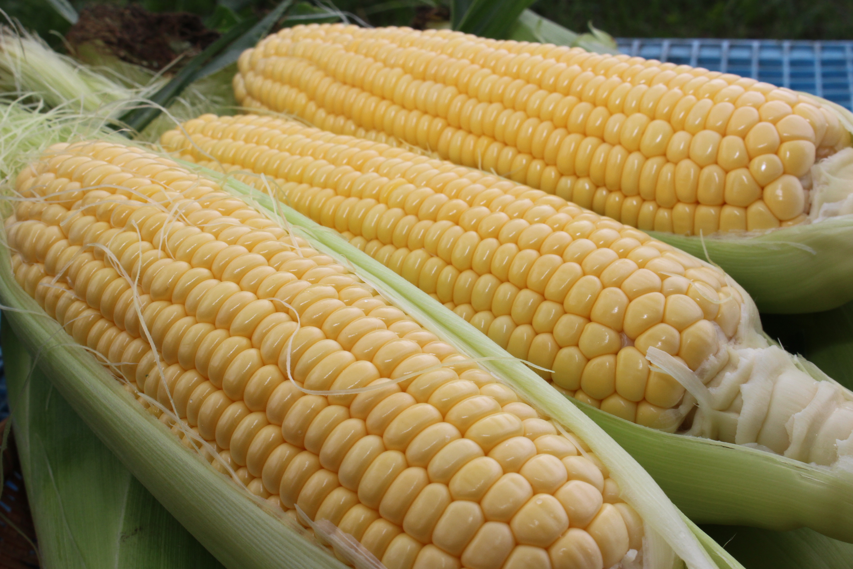 
            とうもろこし イエロー 約5kg 【2025年8月上旬～2025年8月下旬発送予定】 野菜 トウモロコシ コーン スイートコーン もろこし 甘い 北海道 浦臼町
          