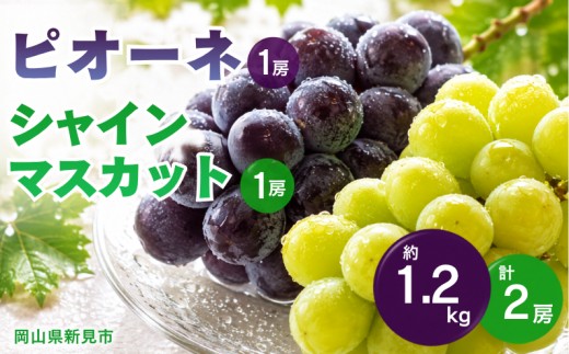 ピオーネ1房とシャインマスカット1房 約1.2kg 2房 岡山県新見市 【 先行予約 2026年9月中旬から順次発送】