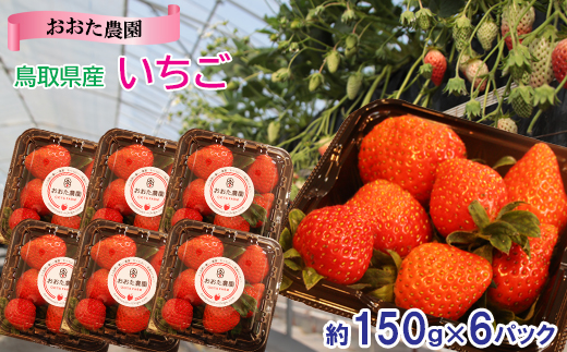 【先行予約】鳥取県産 いちご　約150g×6パック【イチゴ 苺 フルーツ 果物 6パック かおりの かおり野 ベリーすず はるひ おまかせ お楽しみ 減農薬栽培 季節限定 先行予約】