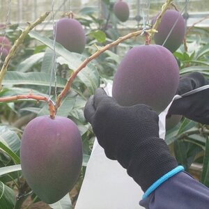 【2026年6月から順次発送・贈答用】やんばるフルーツ園のアーウィンマンゴー1.5kg(4～5玉)【配送不可地域：離島】【1696061】