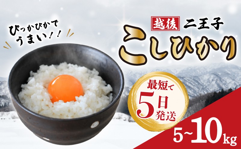 
                  【最短5日発送】 米 新潟 こしひかり 5kg 10kg （5kg×2袋） 令和7年産 越後二王子 こしひかり コシヒカリ 米 精米 白米 コシヒカリ ご飯 おにぎり 新潟県産 お米 こめ おすすめ うまい米 コシヒカリ 玄米 こだわり 農家 米 新潟 越後 川東 コシヒカリ 農事組合法人二王子 新潟県 新発田市 新発田 shibatans ninoji001P
                