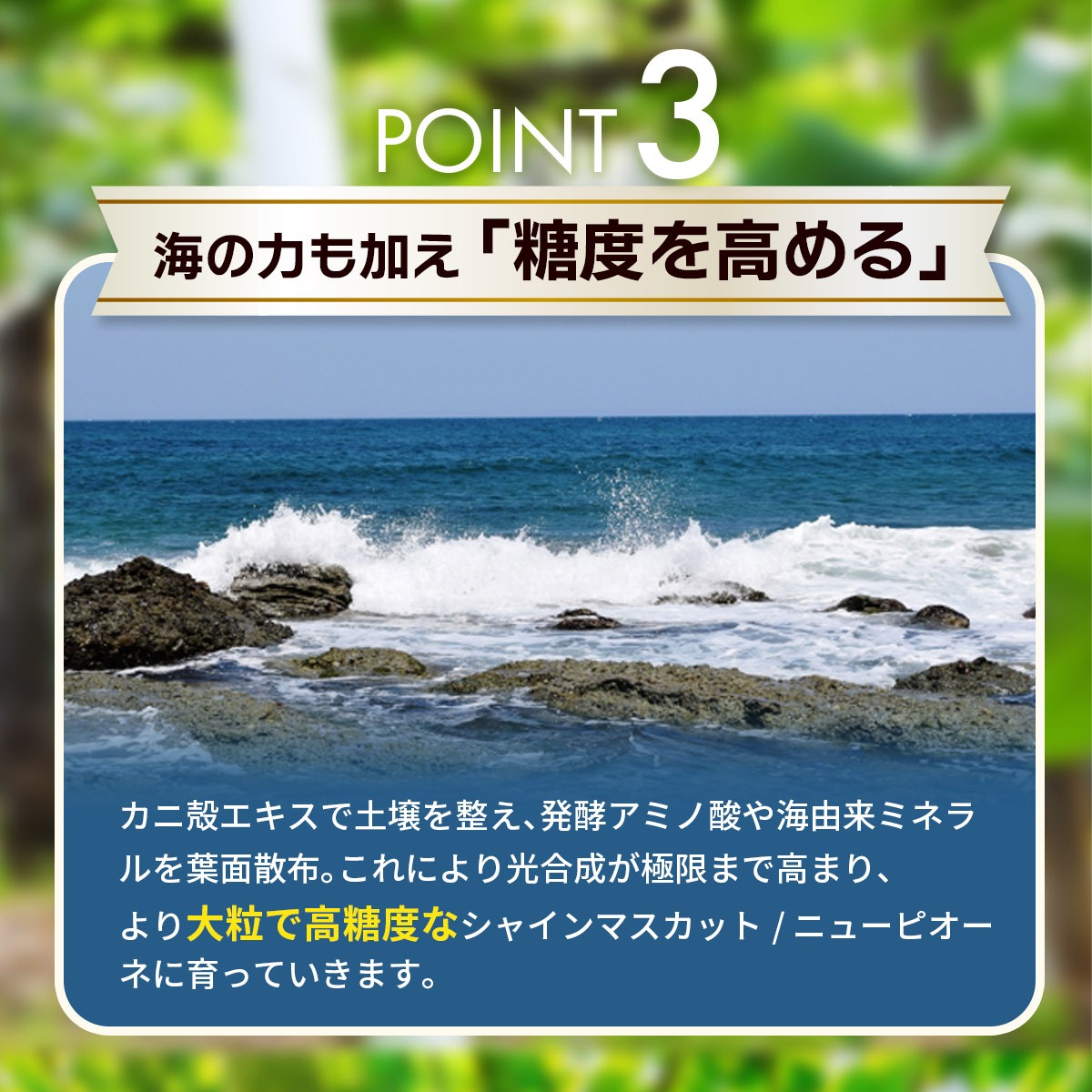【2027年の先行予約】 岡山　花笑み農園の『ニューピオーネ』500g以上(中1房)　P-中1 / 岡山 真庭 ピオーネ 真庭市 葡萄 果物 フルーツ 濃厚ピオーネ 2027年9月上旬～ 受付順に発送予定 【hana079-02】