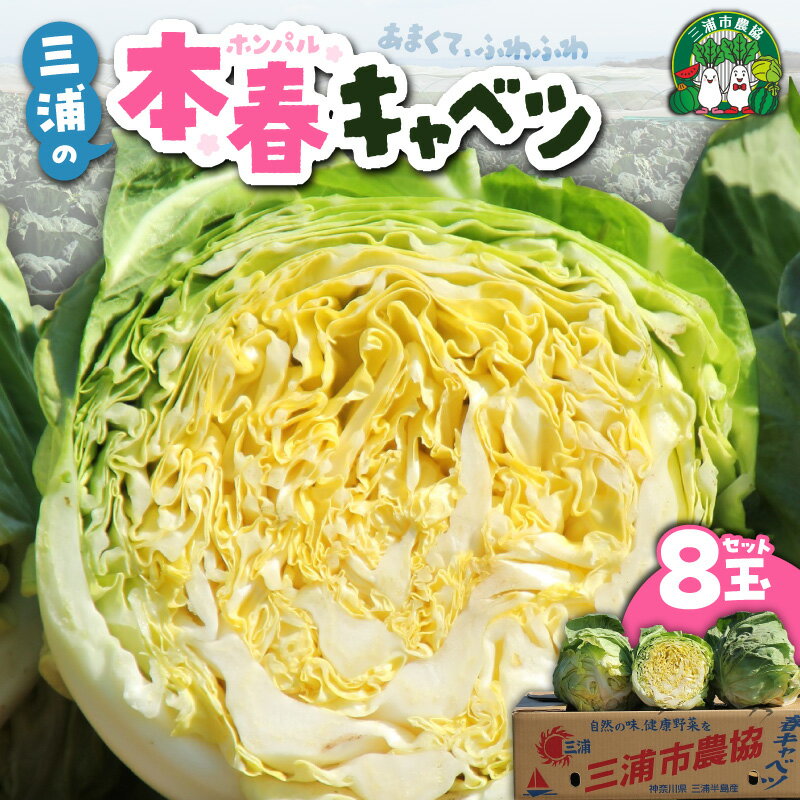 【ふるさと納税】【先行予約】 甘ーくてふわふわ柔らかな三浦の本春（ホンパル） キャベツ 8玉 セット 春 春キャベツ 本春 旬 ふわふわ 野菜 ベジタブル おいしい 柔らかい 新鮮 旬 期間限定 三浦市農業協同組合 神奈川県 三浦市 おすすめ ランキング プレゼント ギフト