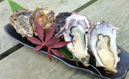 【能登半島地震復興支援】魚介類 牡蠣　/ 能登かき　殻付牡蠣 半缶/約5kg（約40～50個） 専用ナイフ 片手用軍手付 /世界農業遺産「能登の里山里海」｜石川県 七尾市 能登 ※要加熱 ※2026年