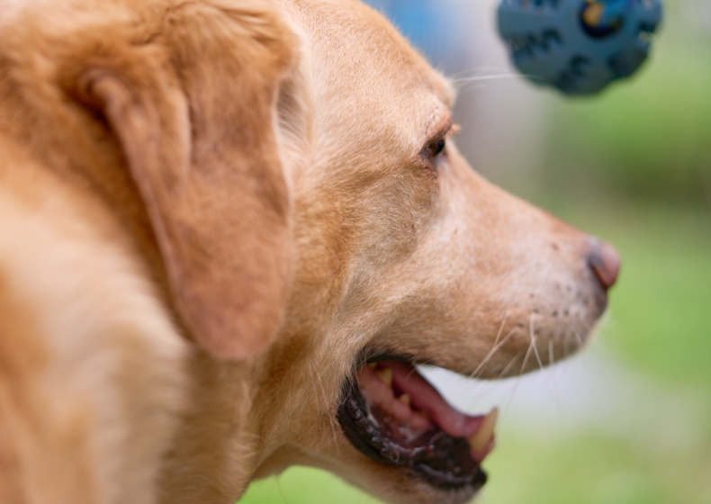 奈良県曽爾村ツーセブンのドッグラン貸切利用券 (20頭まで) /// ドッグラン チケット 貸切 貸し切り