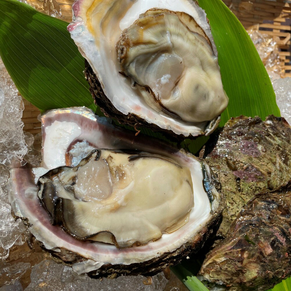 【ふるさと納税】【期間限定】【内容量が選べる】新鮮！笹川流れ産『天然 岩牡蠣』1kgセット M・Lサイズ　殻付き 生食 冷蔵 新潟県産 新潟県 村上市 県北 寝屋漁港 産地直送 牡蛎 かき カキ 岩がき 岩ガキ 生ガキ 生牡蠣 生牡蛎 魚介類 貝類 バーベキュー 1043002 1043003