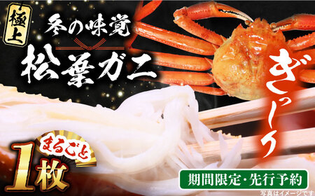 【先行予約】冬の味覚の代表格！松葉ガニ 1枚 [ALDS017] 松葉がに 蟹