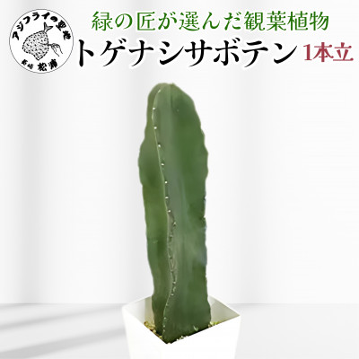 緑の匠が選んだ観葉植物　素敵な空間づくりにトゲ　ナシサボテン　1本立【配送不可地域：離島】【1265753】