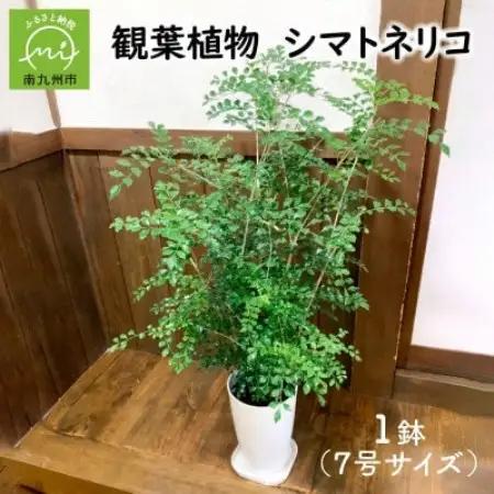 観葉植物 シマトネリコ1鉢【1768088】