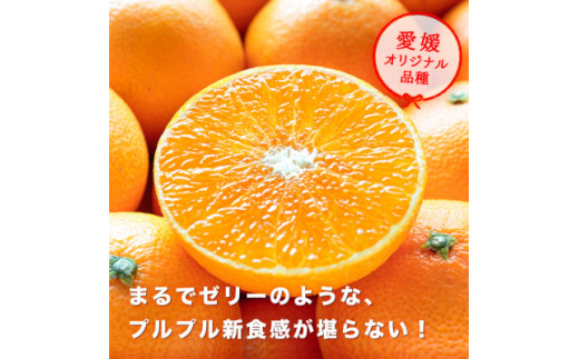  産地直送 国安さんちの 愛媛まどんな 贈答用 約 5kg ＜F20-31＞_ みかん ミカン 蜜柑 柑橘 柑橘類 マドンナ 紅まどんな フルーツ 果物 くだもの 人気 美味しい 愛媛県 八幡浜市 ふるさと 【1340000】