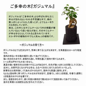 S060-085A_エコ・ポチ シリンダー　白 ガジュマル / 観葉植物 インテリア グリーン ガジュマル