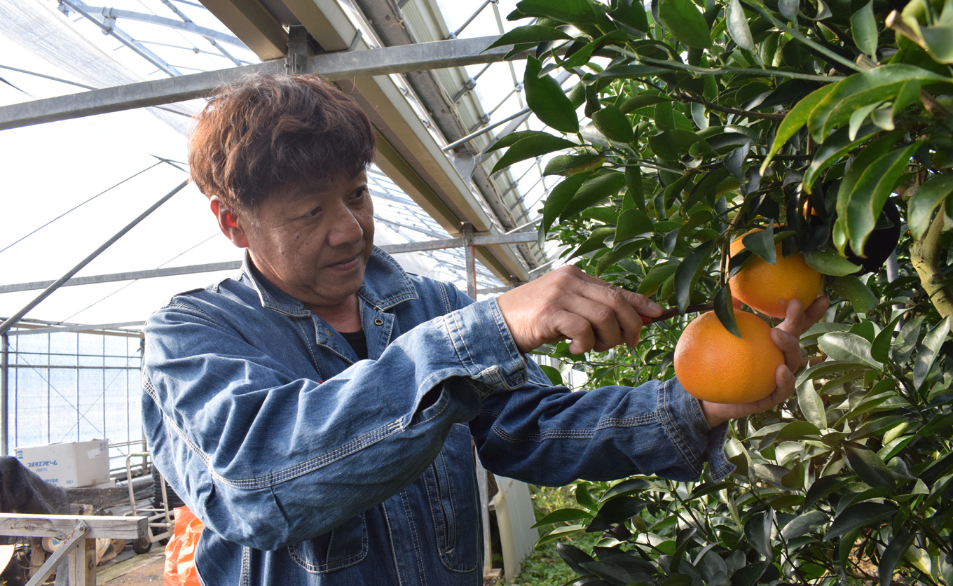 せとか 約3kg 贈答用 高知県産 ハウス栽培｜ハウスみかん 甘い 濃厚 ジューシー 香り豊か 希少 柑橘 柑橘の大トロ 化粧箱 果物 フルーツ プレミアム 国産 大月町 人気 美味しい おいしい お